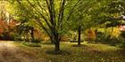 Garden of Light - Bright - VIC (PBH4 00 13625)
